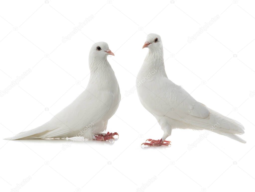 Two white doves isolated on a white background.