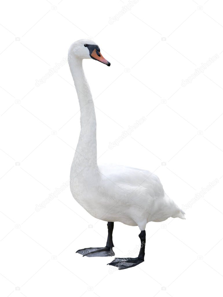 Swan isolated on white background.