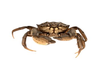 yengeç beyaz arkaplanda izole edildi.