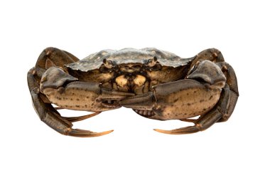 yengeç beyaz arkaplanda izole edildi.