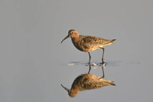 Curlew Sandpiper Calidris Ferruginea Сером Фоне — стоковое фото