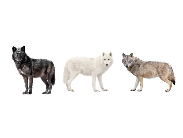 Três Tipos Lobos Isolados Fundo Branco — Fotografia de Stock