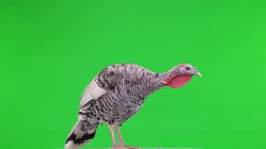 Dişi hindi kuşu yeşil ekranda