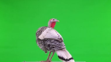 Dişi hindi yeşil ekranda dönüyor.