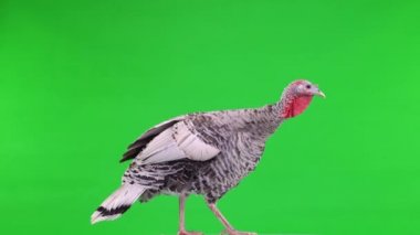 Dişi hindi yeşil ekranda dönüyor.