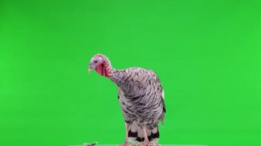 Dişi hindi yeşil ekranda dönüyor.