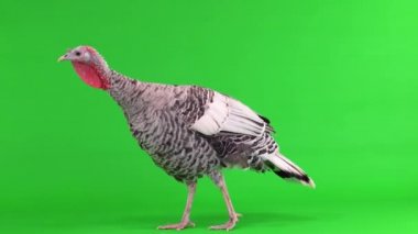 Dişi hindi yürüyor ve yeşil ekranda