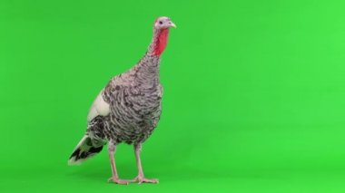 Dişi hindi kuşu yeşil ekranda