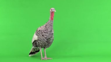 Dişi hindi kuşu yeşil ekranda