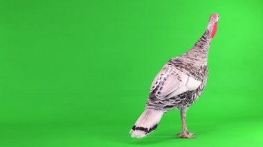 Dişi hindi kuşu yeşil ekranda