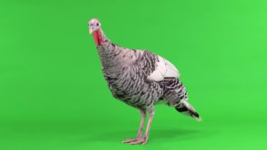 Dişi hindi kuşu yeşil ekranda