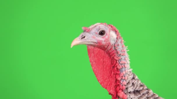 4,768 Turkey bird Videos, Royalty-free Stock Turkey bird Footage |  Depositphotos