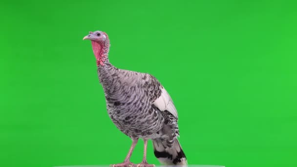 Female Turkey Bird Green Screen — Stock Video