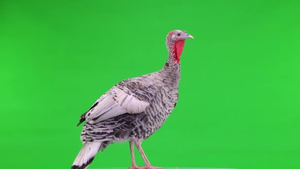 Female Turkey Spins Green Screen — Stock Video