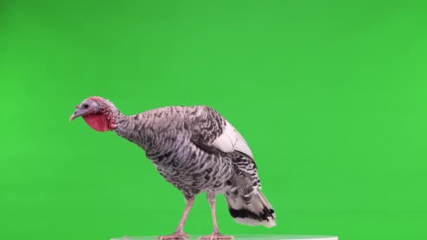 Female Turkey Spinning Green Screen — Stock Video