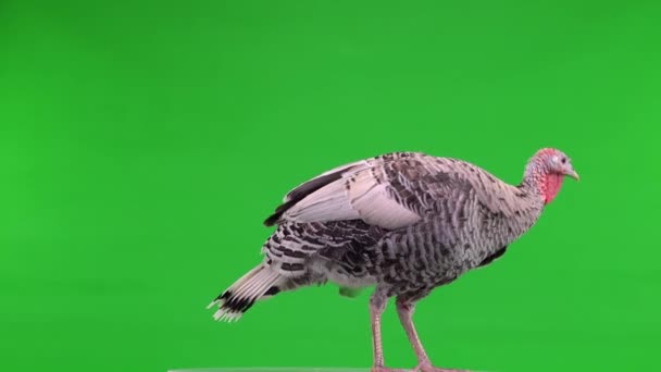 女性の七面鳥は緑の画面を回転させ歩き — ストック動画