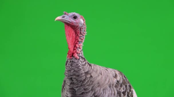 Retrato Pavo Hembra Pájaro Una Pantalla Verde — Vídeos de Stock