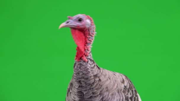 Portrait Female Turkey Bird Green Screen — Stock Video