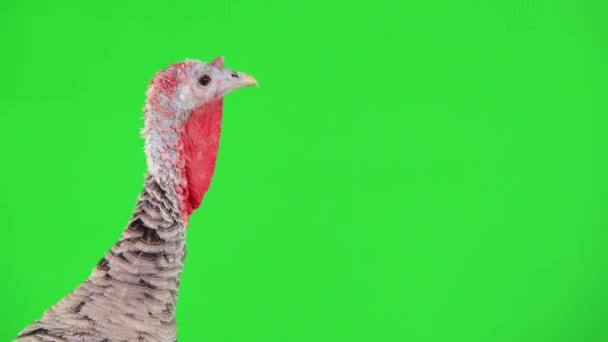 Portrait Female Turkey Bird Green Screen — Stock Video