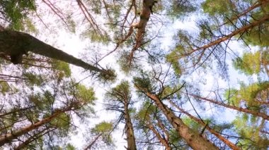 Kameranın en alt noktadan ormandaki büyük ladin ağaçlarına doğru dönüşü
