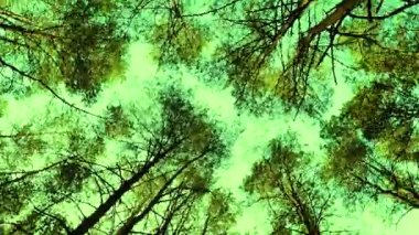 Kameranın en alt noktadan ormandaki büyük ladin ağaçlarına doğru dönüşü