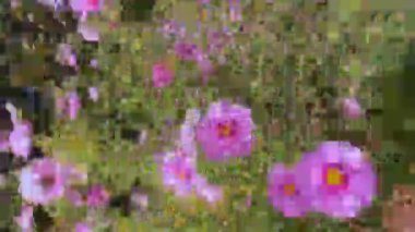 Kamerayı bahçedeki çiçeklerin etrafında döndürüyor.