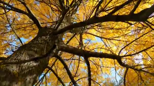 Tourner Caméra Autour Oranger Avec Des Feuilles Distorsion Temporelle — Video