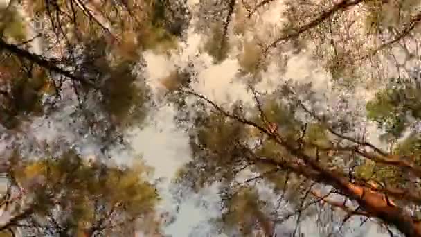 Rotação Câmera Ponto Inferior Para Grandes Árvores Abeto Floresta — Vídeo de Stock