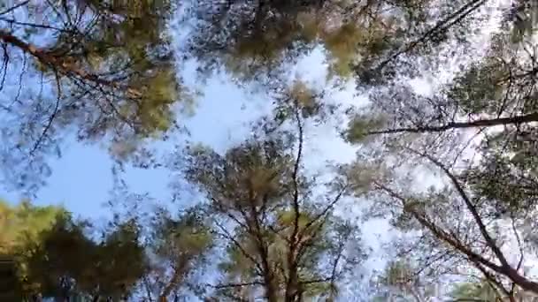 将摄像机从底部旋转到森林中的大云杉上 — 图库视频影像