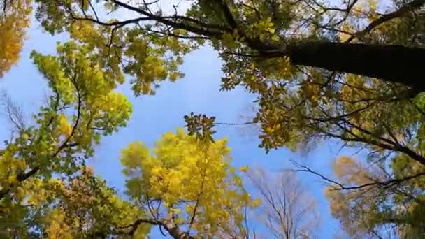 지점에서 나무로 카메라의 — 비디오