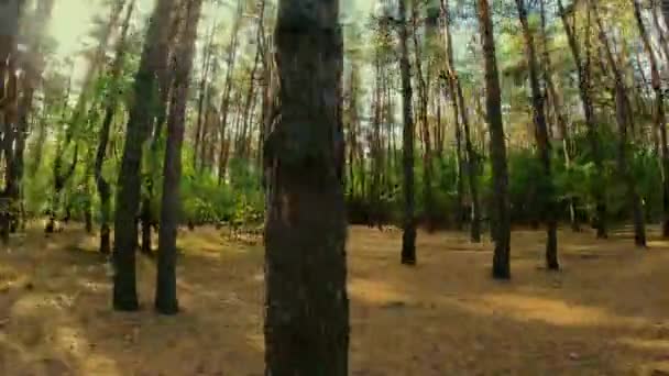 Movendo Com Uma Câmera Através Uma Floresta Verão Com Pássaros — Vídeo de Stock