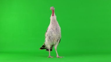 Dişi bir hindi yeşil ekranda durur ve konuşur.