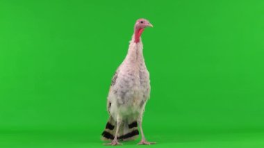 Dişi bir hindi yeşil ekranda durur ve konuşur.