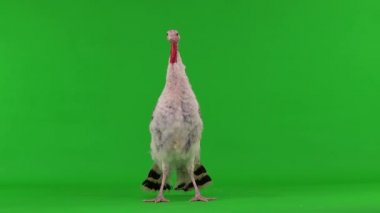 Dişi bir hindi yeşil ekranda durur ve konuşur.