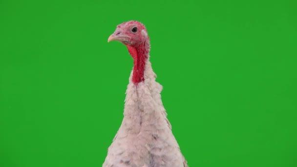 Portrait Talking Female Turkey Green Screen — Stock Video