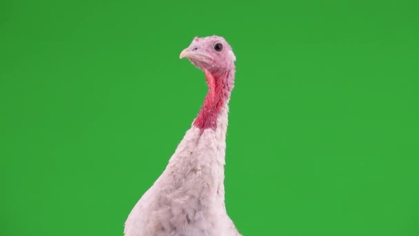 Portrait Female Turkey Green Screen — Stock Video