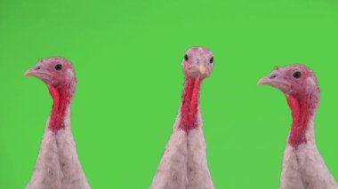 Şükran Günü 'nde yeşil ekranda üç dişi hindi.