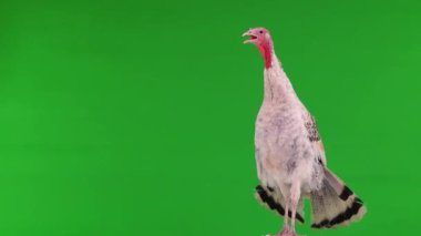 İnce ve güzel gri hindi yeşil ekranda konuşuyor.