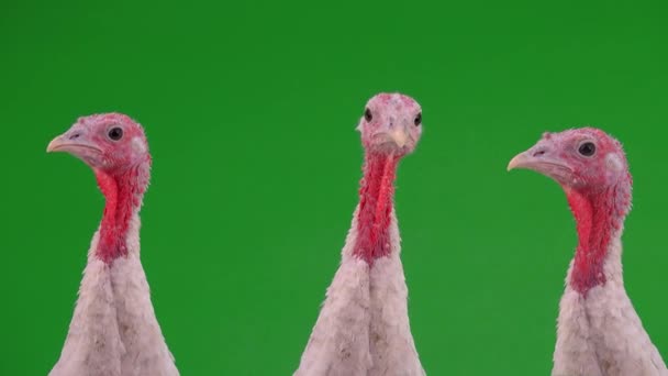 Three Female Turkeys Green Screen Thanksgiving Day — Stock Video