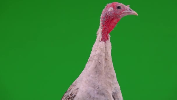 Portrait Talking Female Turkey Green Screen — Stock Video