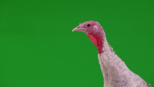 Portrait Female Turkey Green Screen — Stock Video