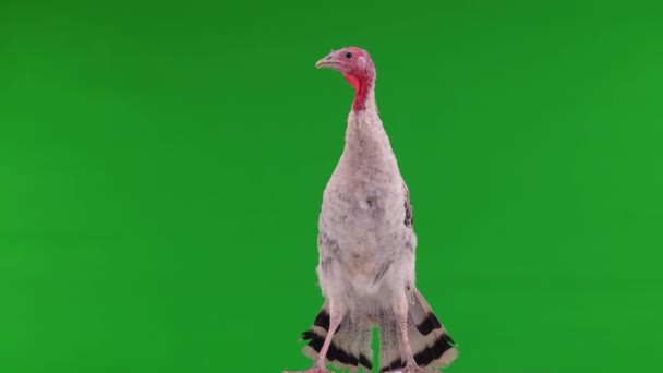 Slender Beautiful Gray Turkey Talking Green Screen — Stock Video