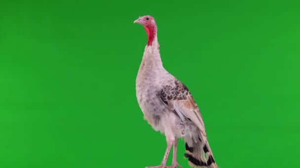 雌性火鸡隔离绿色屏风 — 图库视频影像