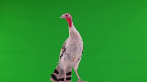 Slender Beautiful Gray Turkey Rotates Green Screen — Stock Video