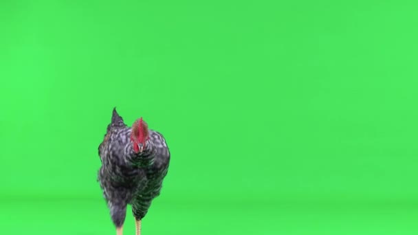 Κόκορας Περπατώντας Μια Πράσινη Οθόνη — Αρχείο Βίντεο