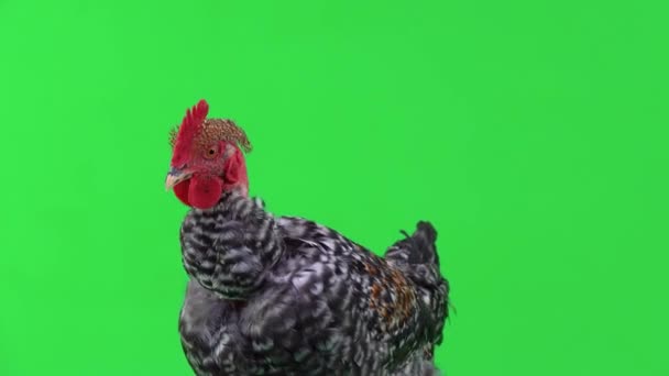 Rooster Portrait Green Screen — Stock Video