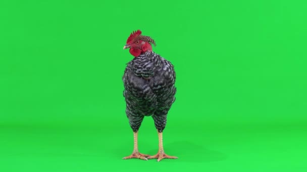 緑の画面を歩く雄鶏 — ストック動画