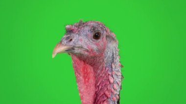 Yeşil ekrandaki dişi siyah hindi portresi.