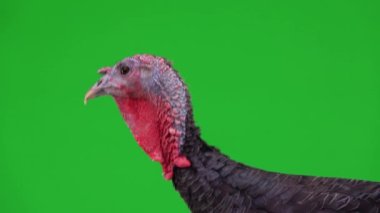 Siyah bir hindinin portresi yeşil bir ekranda çerçeveden kayboluyor.