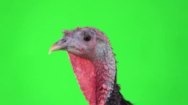 Siyah bir hindinin portresi yeşil bir ekranda çerçeveden kayboluyor.